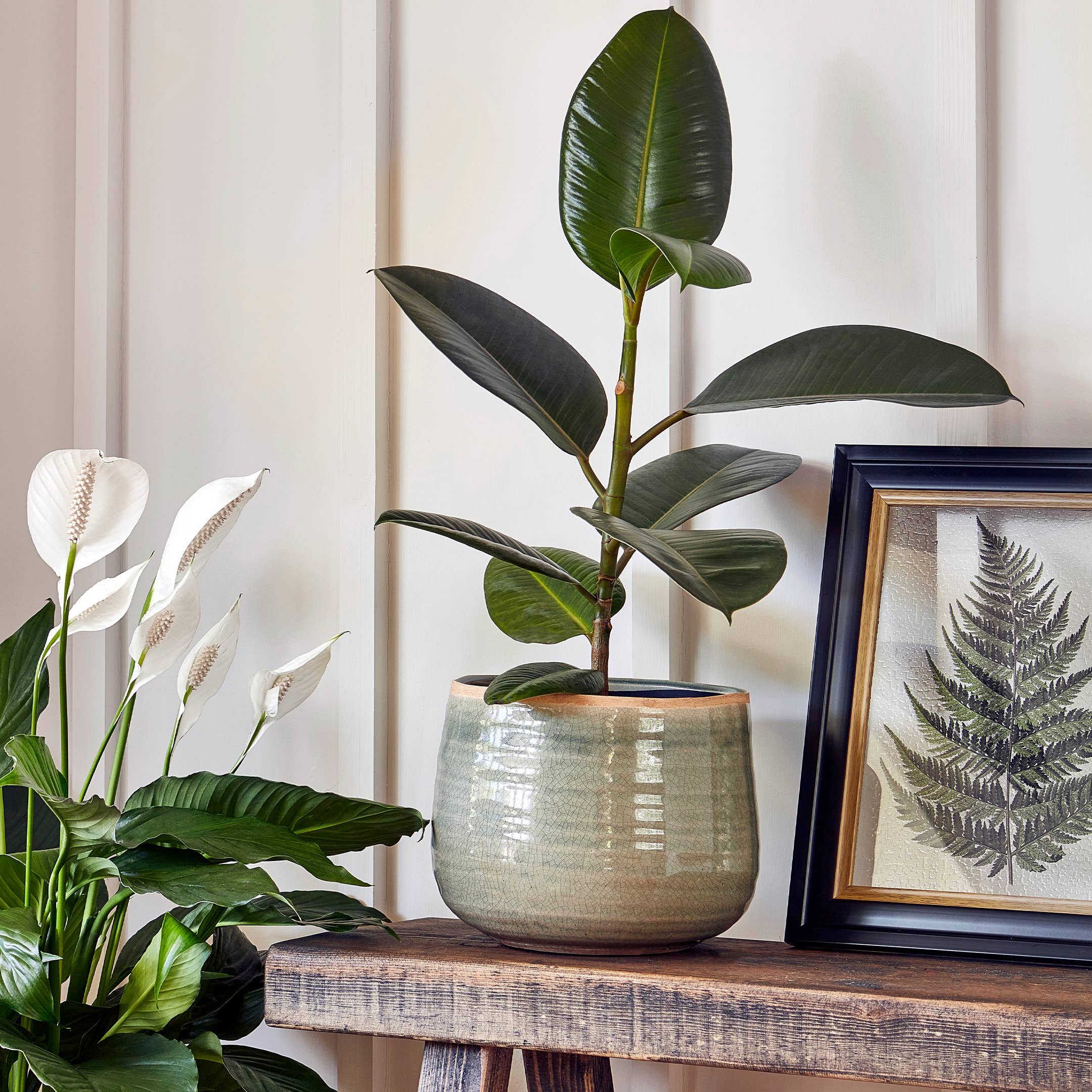 Potted plant on a wooden surface with a framed fern print in the background