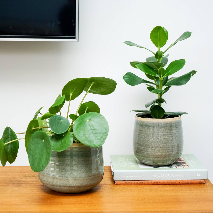 Two potted plants on a wooden surface with a white wall in the background
