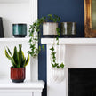 Potted plants on a white mantelpiece with a blue wall and framed picture in the background