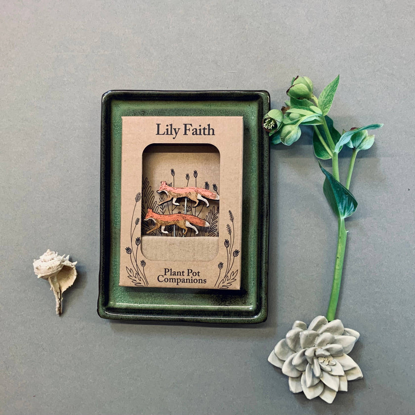 Lily Faith plant pot companions packaging on a grey background with plants.