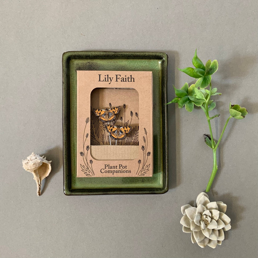 Lily Faith plant pot companions packaging with a shell and succulent on a grey background